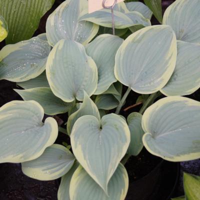 Hosta 'Secret Love' Hosta 'Secret Love'